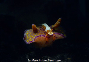 Imperor and nudibranche
Lembeh straits. Debirahe resort
... by Marchione Giacomo 